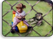 Fence for Peace of Mind